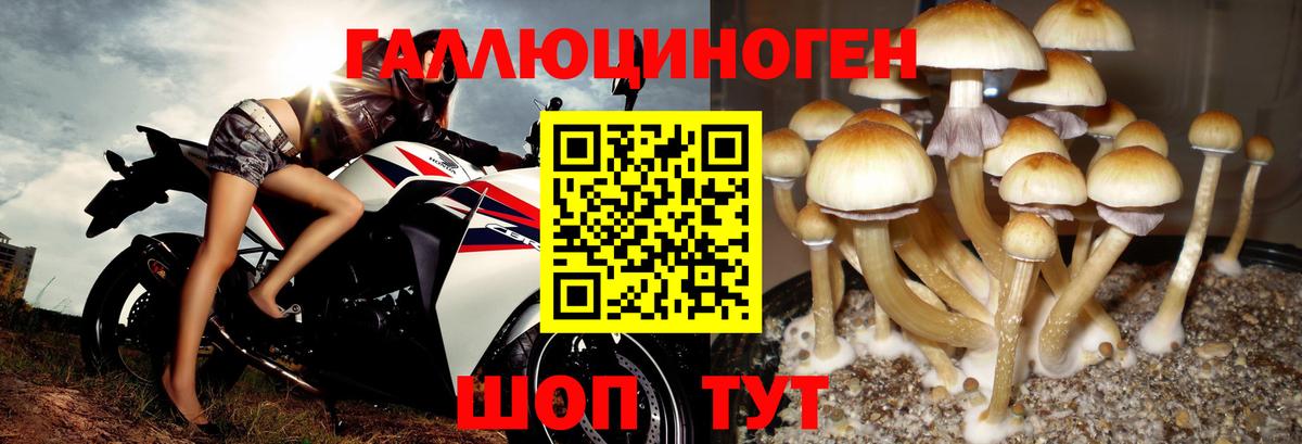 Кулебаки  Галлюциногенные грибы прущие грибы  Вход с VPN 
